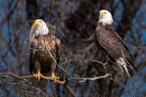 American Bald Eagle Stock Photos