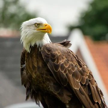 American bald eagle Foto stock