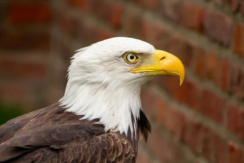 American bald eagle Stock Photos