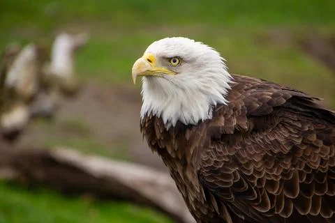 American bald eagle Stock Photos