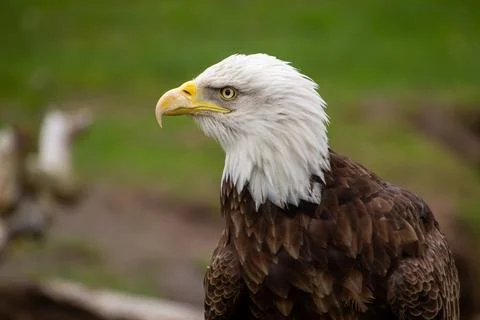 American bald eagle Foto stock