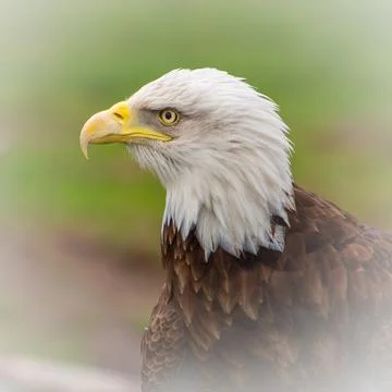 American bald eagle Stock Photos