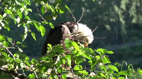American bald eagle preening Stock Footage 40414401