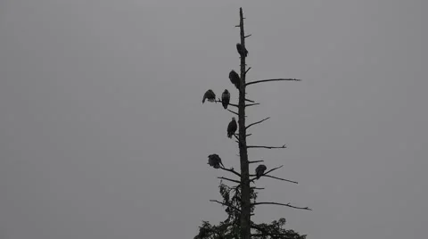 American bald eagle roosting, Stock Footage 40513550