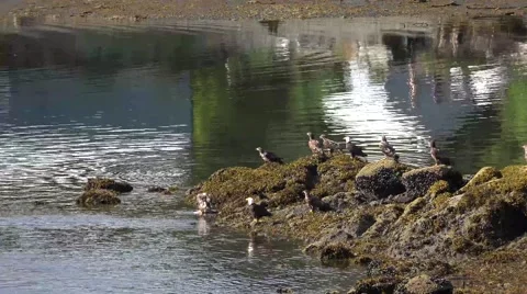American bald eagle roosting low tide Stock Footage 40520207