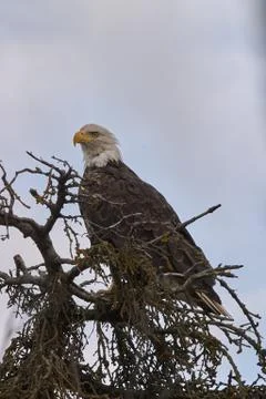 American Bald Eagle sitting on a leafless tree Stock Photos