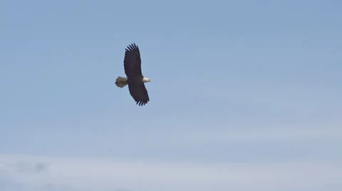American Bald Eagle in Slow Motion Soars above Clouds Stock Footage 22760073