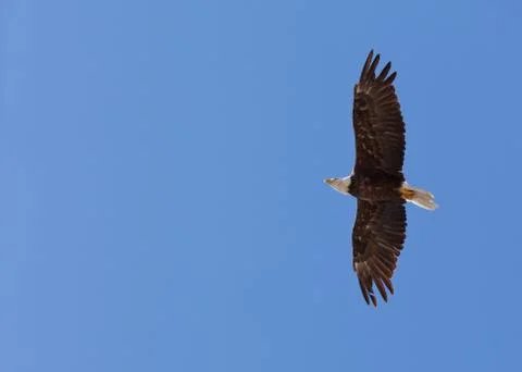 American bald eagle soaring Stock Photos