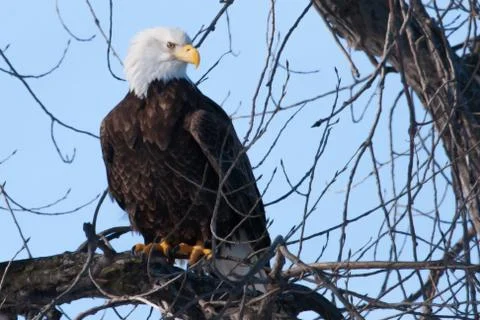 American bald eagle in soft focus Stock Photos