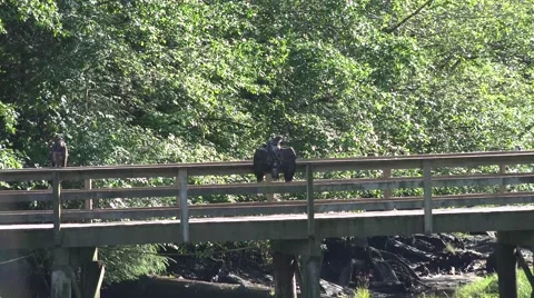 American bald eagle , spread eagle Stock Footage 40448085