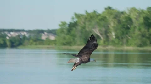 An American Bald Eagle swoops down to catch fish in a river Stock Footage 336489708