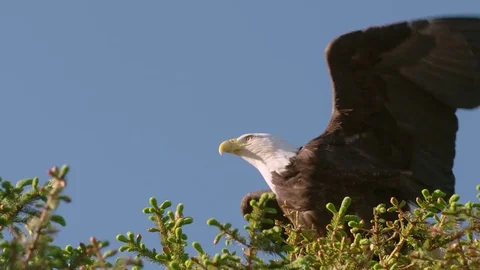 American Bald Eagle in the Top of a Tree Takes Flight Stock Footage 83156016