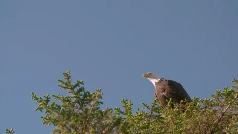 American Bald Eagle in Tree Spreads His Wings Video stock 83155268