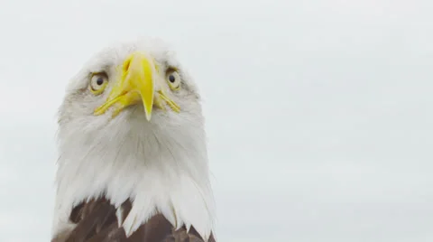 American Bald Eagle on white. Shot on RED Epic in SLow motion at 160 FPS Vídeos de archivo 32935042