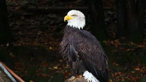 American Bald Eagle Wide Shot Vídeo Stock 140221598