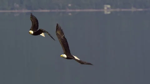 American Bald Eagles In Flight, Bird, Fly, Flying Stock-Footage 344596274