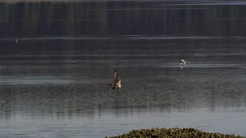 American Bald Eagles In Flight, Bird, Fly, Flying Stock-Footage 344596711
