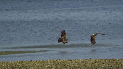 American Bald Eagles In Flight, Bird, Fly, Flying Vídeo Stock 345374328