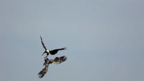 American Bald Eagles In Flight Fighting Video stock 196350985