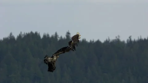 American Bald Eagles In Flight, Fighting Video stock 196351799