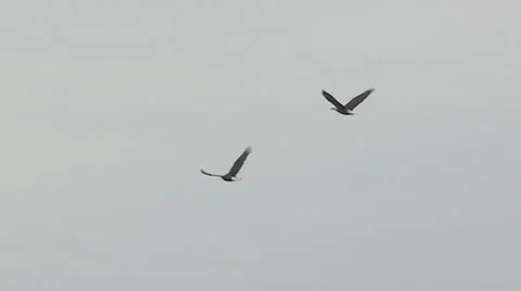 American Bald Eagles Flying And Landing Stock Footage 46259019