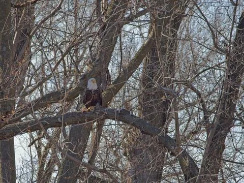 American Bald Eagles Migrate Through Missouri Stock Photos