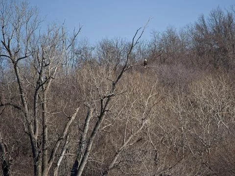 American Bald Eagles Migrate Through Missouri Stock Photos