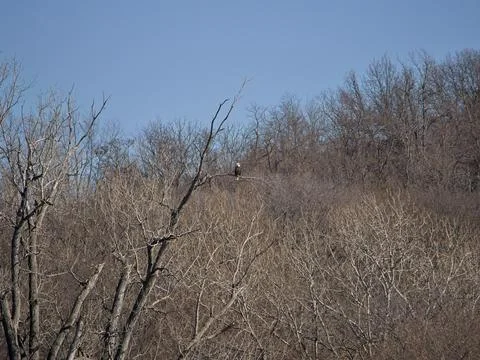 American Bald Eagles Migrate Through Missouri Stockfoto's