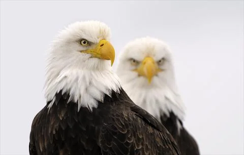 American bald Eagles Stock Photos