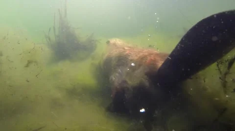 American Beaver Swimming in Wetland Pond in Black Hills in Spring Underwater Stock Footage