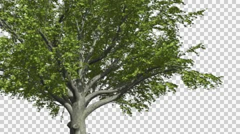 American Beech Chromakey Isolated Tree Chroma Key Alfa Alfa Channel Tree Trunk Stock Footage 55656179