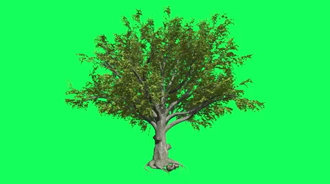 American Beech Chromakey, Tree, Swaying Tree, Swaying Branches, Chroma Key, Stock Footage 53615345
