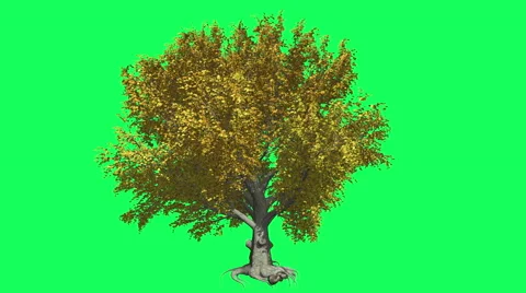 American Beech Chromakey, Tree, Swaying Tree, Swaying Branches, Chroma Key, Stock Footage 53615500