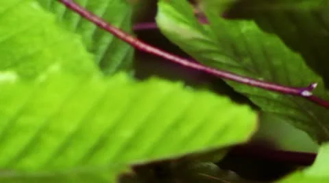 American Beech Leaves Close Up Stock Footage 10768361