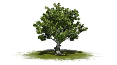 American beech tree on a green area - isolated on a white background Stock Illustration