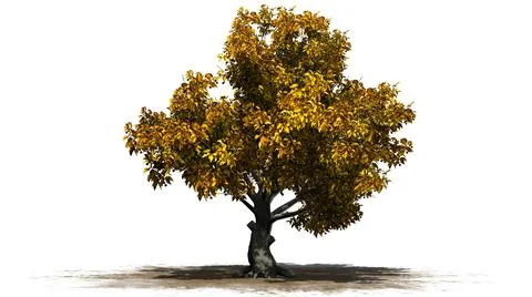 American Beech tree isolated on white background Illustrazione stock