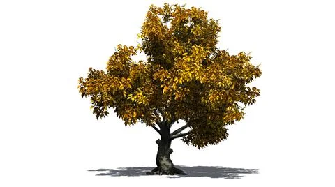 American Beech tree isolated on white background Stock Illustration