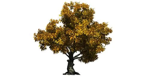 American Beech tree isolated on white background Stock Illustration