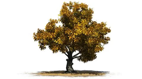 American Beech tree isolated on white background Illustrazione stock