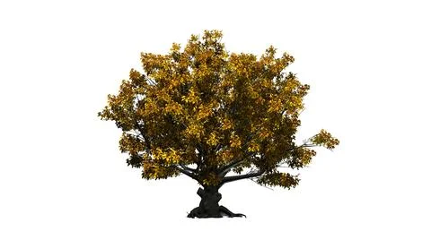 American Beech tree isolated on white background Illustrazione stock