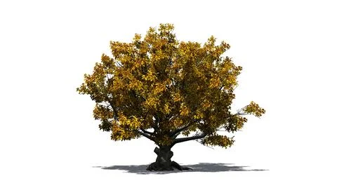 American Beech tree isolated on white background Stock Illustration