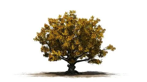 American Beech tree isolated on white background Illustration