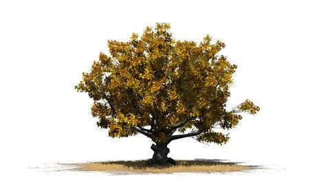 American Beech tree isolated on white background Stock Illustration