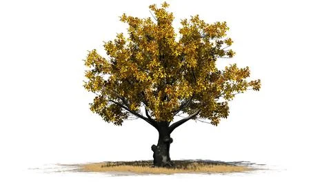 American Beech tree isolated on white background Stock Illustration