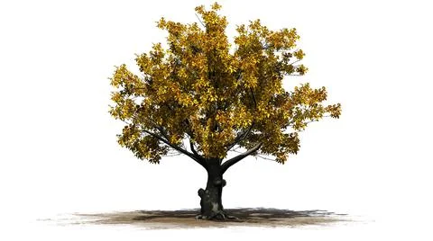American Beech tree isolated on white background Illustrazione stock