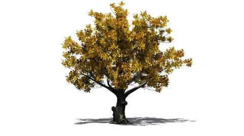 American Beech tree isolated on white background Stock Illustration