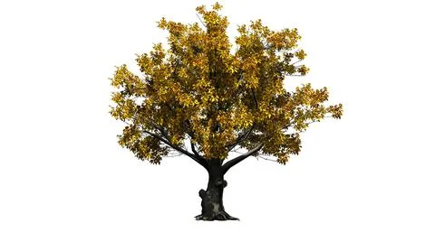 American Beech tree isolated on white background Stock Illustration