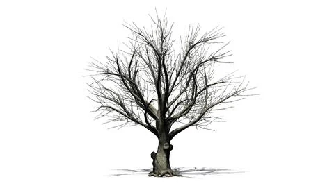 American Beech tree isolated on white background Stock Illustration