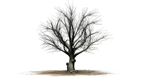 American Beech tree isolated on white background Stock Illustration