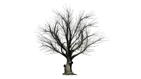American Beech tree isolated on white background Illustration